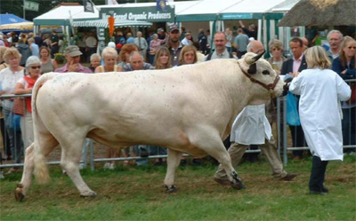 white-park-cattle-image5