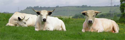 white-park-cattle-image6