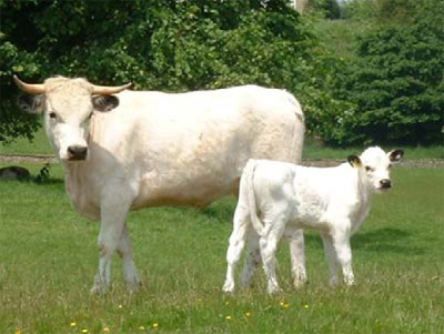white-park-cattle-image2