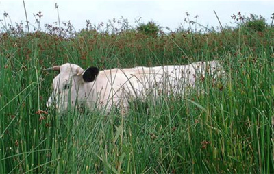white-park-cattle-image3