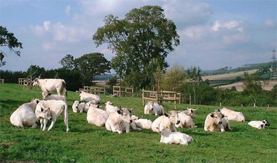 white-park-cattle-image4